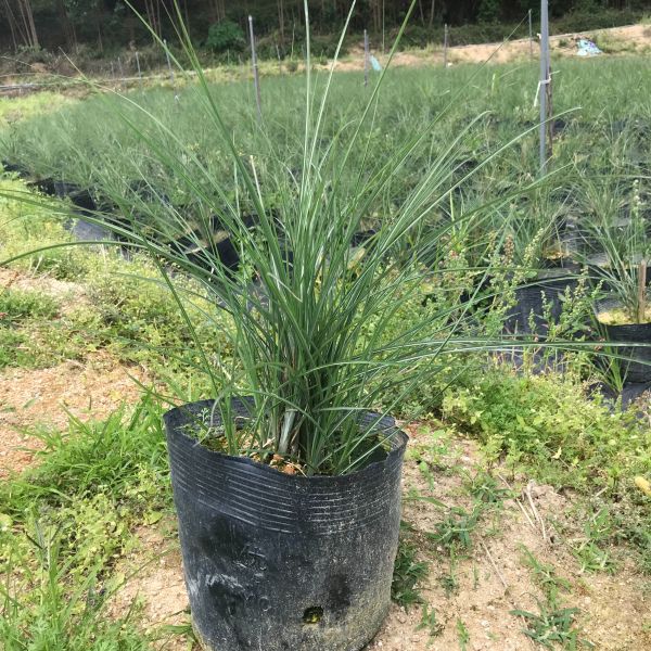 晨光芒圖片