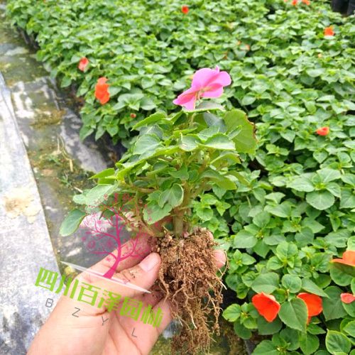 鳳仙花圖片