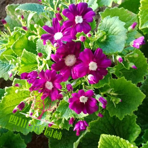 瓜葉菊?qǐng)D片