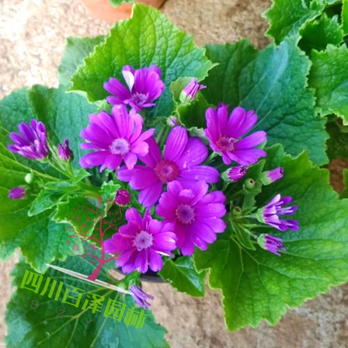 瓜葉菊?qǐng)D片