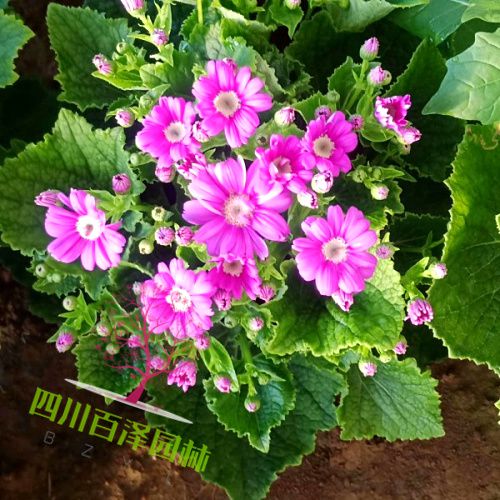 瓜葉菊?qǐng)D片