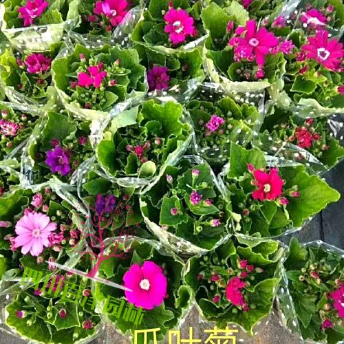 瓜葉菊價(jià)格表