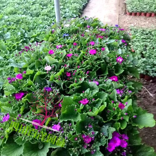 瓜葉菊?qǐng)D片