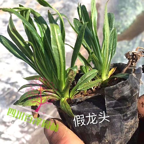 假龍頭圖片