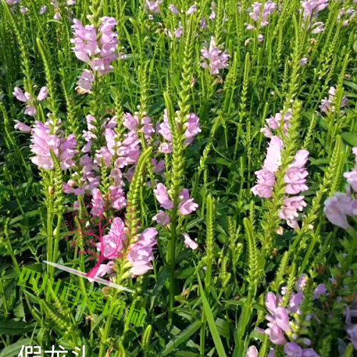 假龍頭圖片