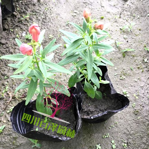 金魚草圖片