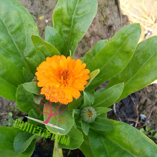 金盞菊?qǐng)D片