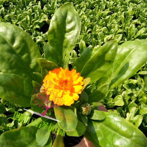 金盞菊?qǐng)D片
