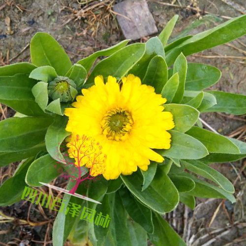 金盞菊?qǐng)D片