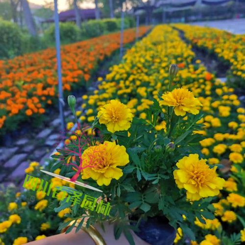 孔雀草圖片
