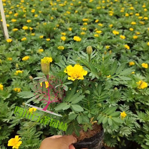 孔雀草圖片