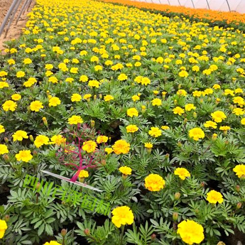 孔雀草基地