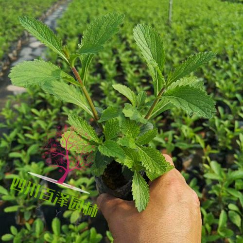 柳葉馬鞭草基地