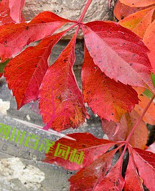 爬山虎圖片