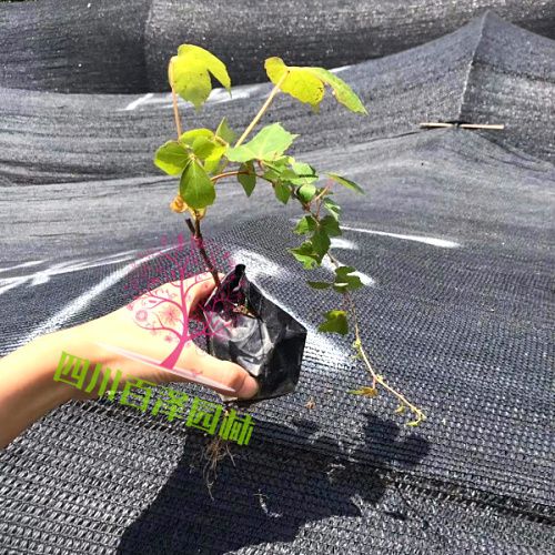 爬山虎圖片