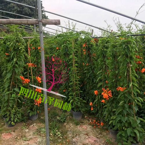 炮仗花圖片