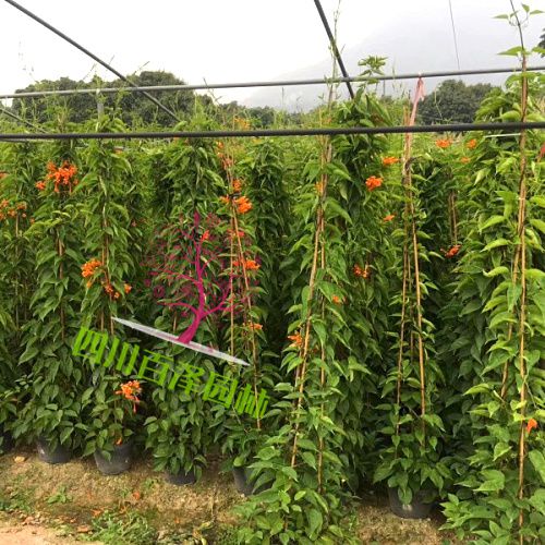 炮仗花圖片