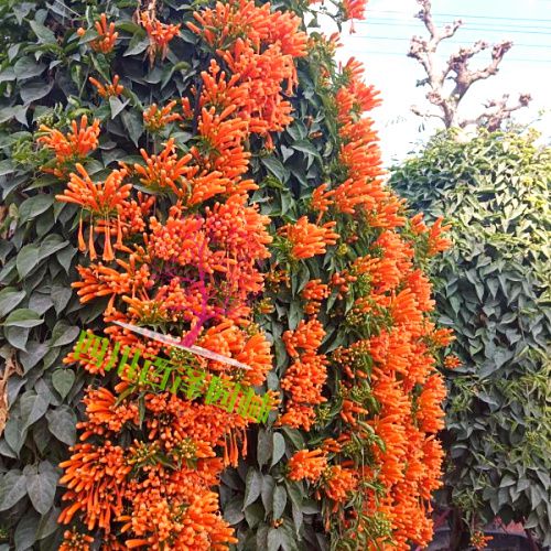炮仗花圖片