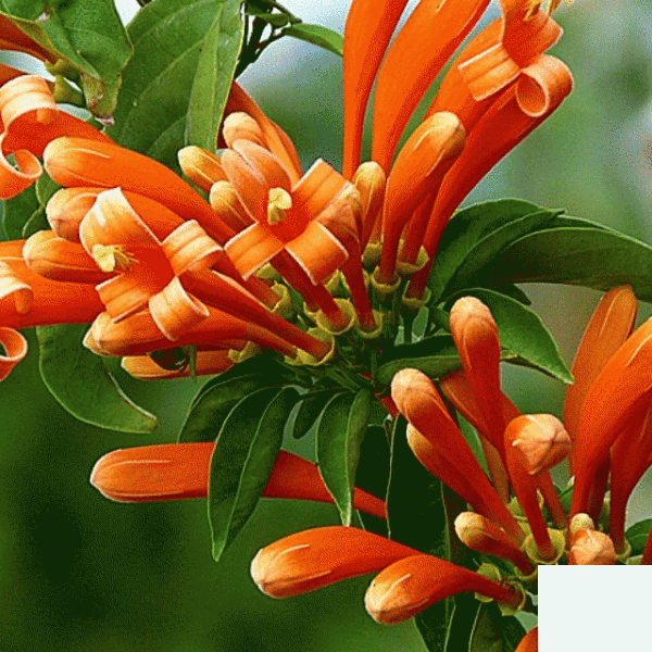 炮仗花圖片