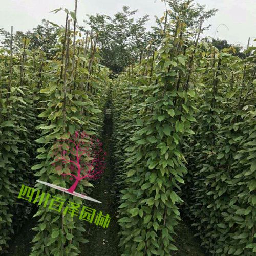 油麻藤圖片