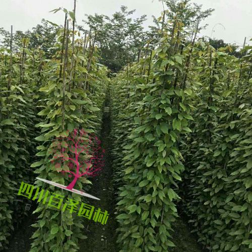 油麻藤圖片