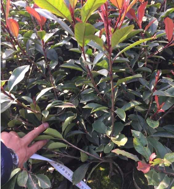 紅葉石楠圖片