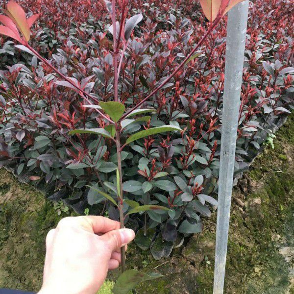 紅葉石楠圖片