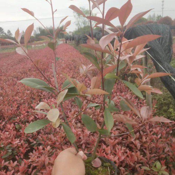 紅葉石楠基地