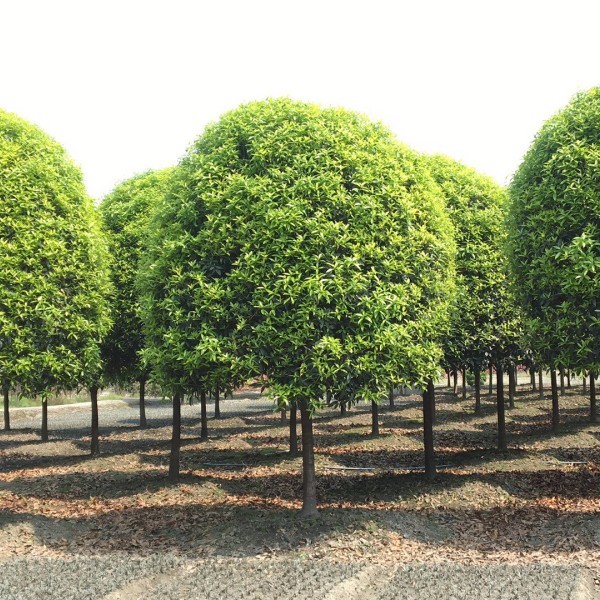 桂花樹圖片