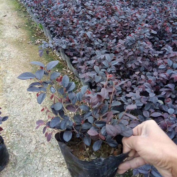 紅花檵木圖片