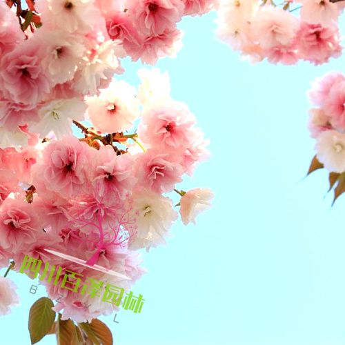 櫻花