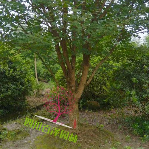 叢生元寶楓