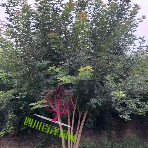 叢生元寶楓