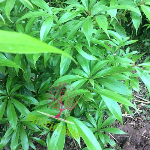 楠木樹