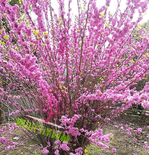 叢生紫荊