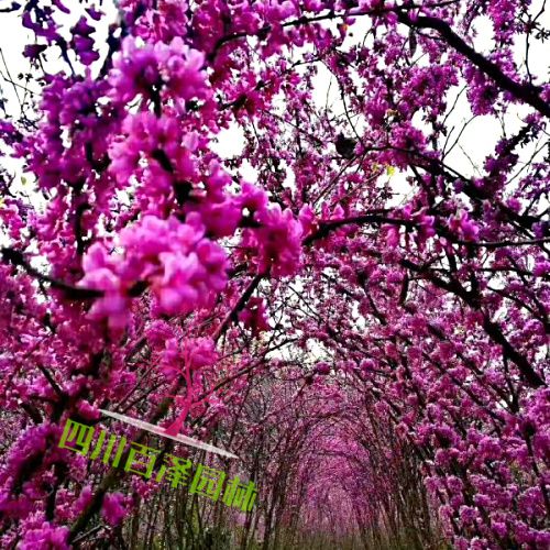 叢生紫荊