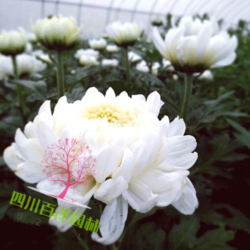 千頭菊