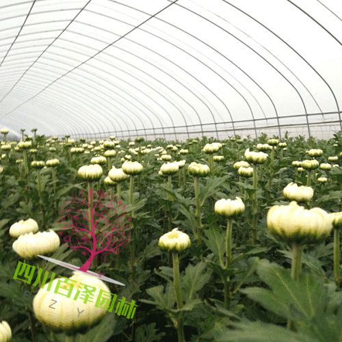 千頭菊