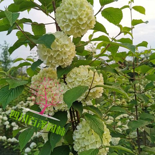 木本繡球