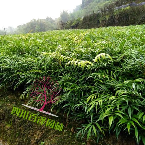 十大功勞圖片