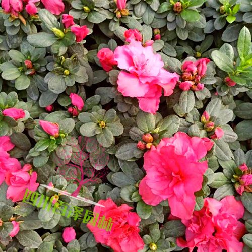 杜鵑花實(shí)景圖片