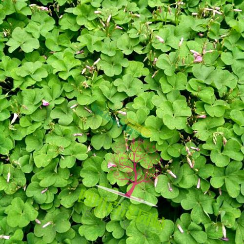 紅花雜醬草開(kāi)花圖片