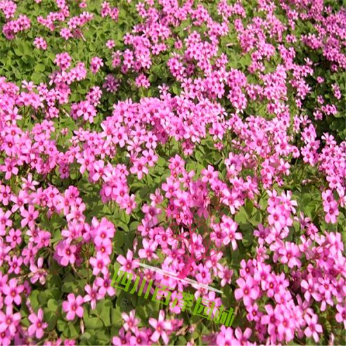 紅花雜醬草開(kāi)花圖片 /><br />
<img src=