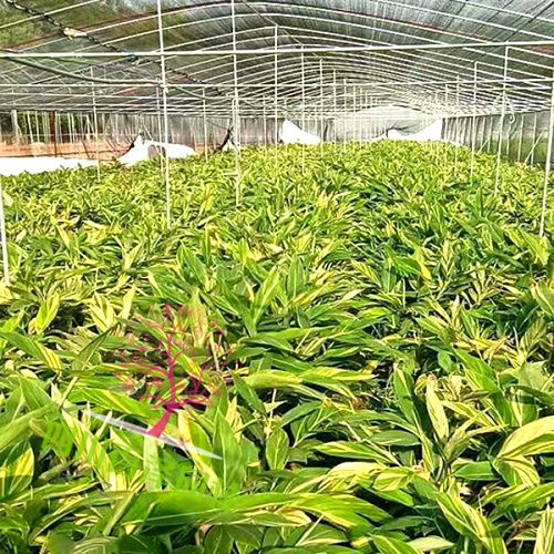 花葉良姜基地圖片