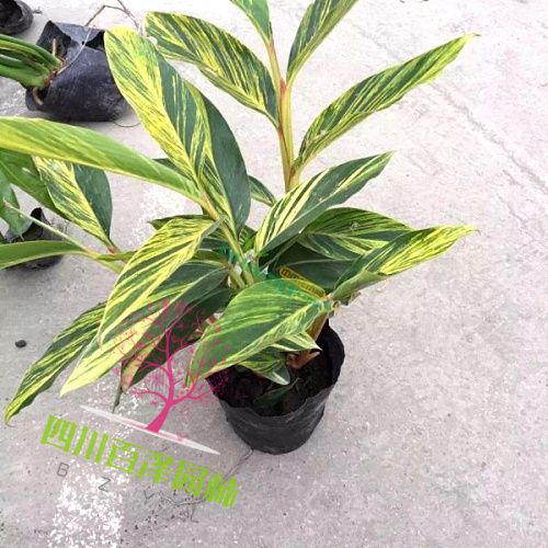 花葉良姜單株圖片
