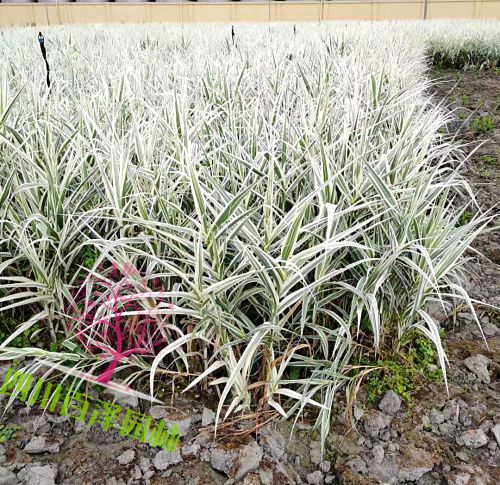 花葉蘆竹基地圖片