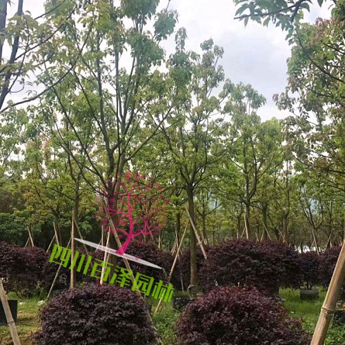 香樟圖片