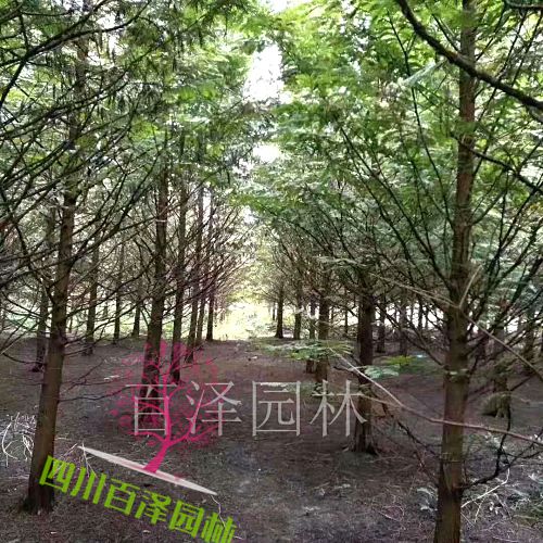 綠化苗木圖片