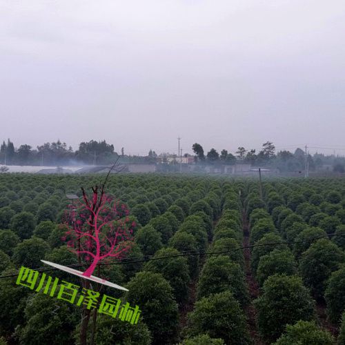 高桿桂花樹圖片
