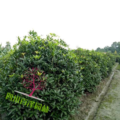 高桿桂花樹圖片
